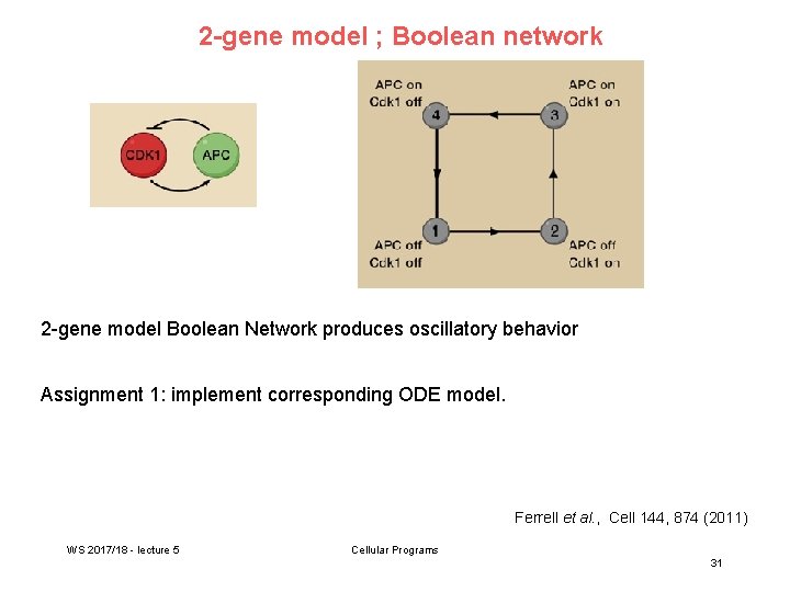 2 -gene model ; Boolean network 2 -gene model Boolean Network produces oscillatory behavior