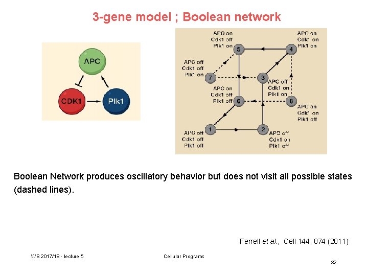3 -gene model ; Boolean network Boolean Network produces oscillatory behavior but does not