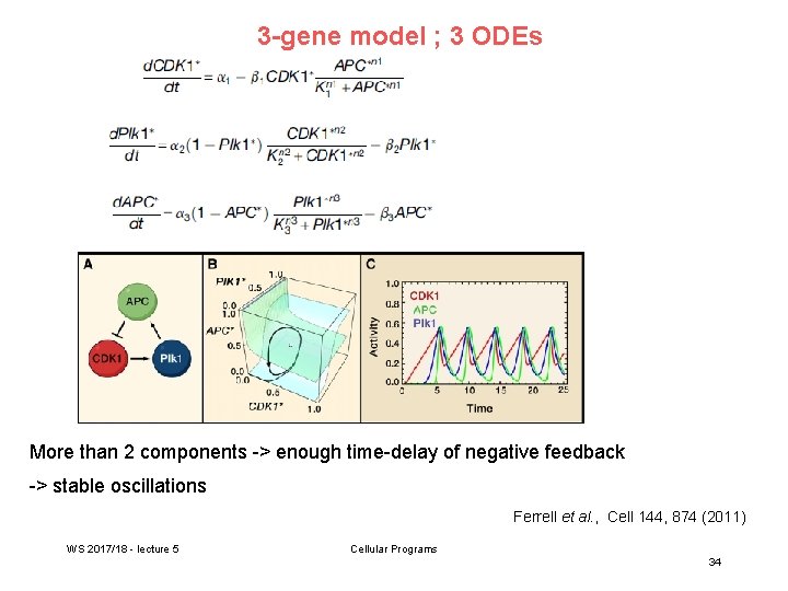 3 -gene model ; 3 ODEs More than 2 components -> enough time-delay of