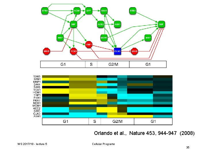 Orlando et al. , Nature 453, 944 -947 (2008) WS 2017/18 - lecture 5