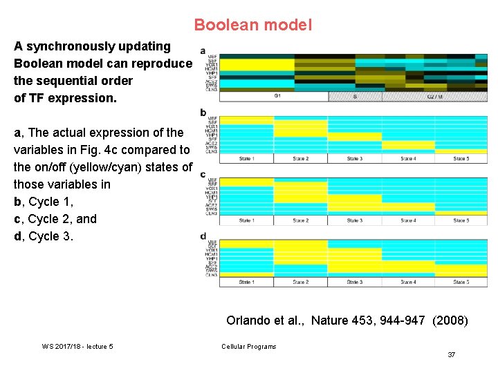 Boolean model A synchronously updating Boolean model can reproduce the sequential order of TF