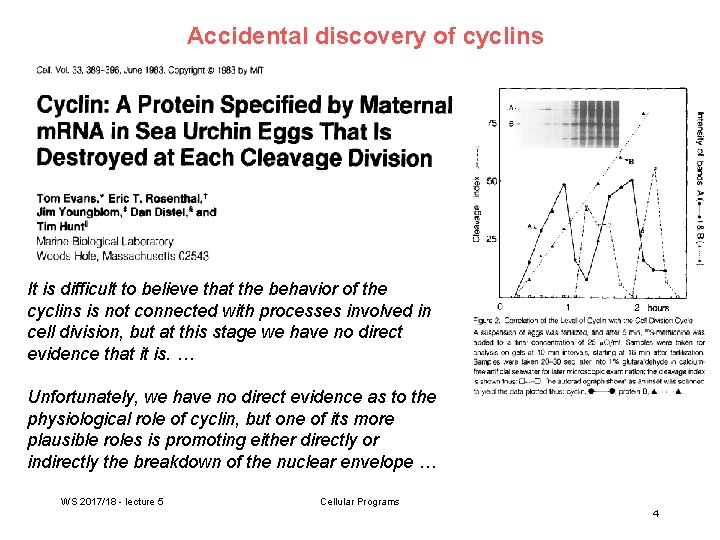 Accidental discovery of cyclins It is difficult to believe that the behavior of the