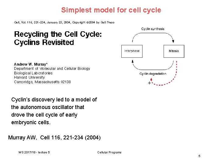 Simplest model for cell cycle Cyclin’s discovery led to a model of the autonomous