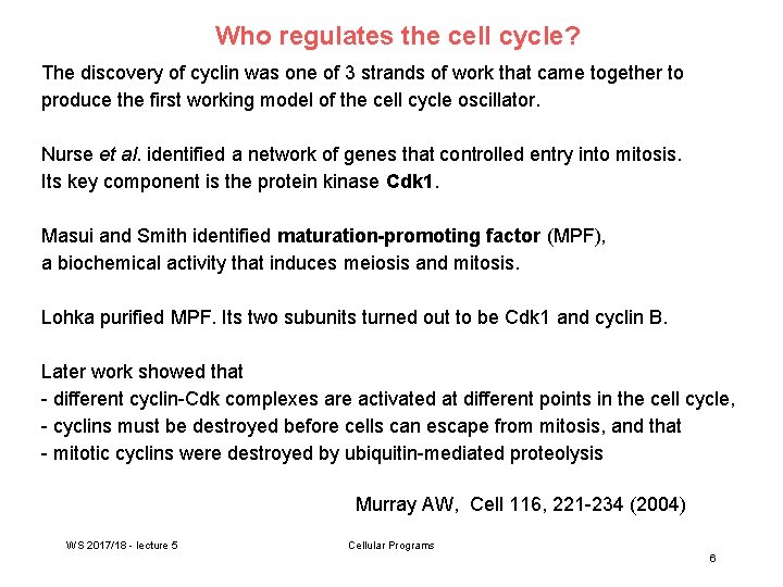 Who regulates the cell cycle? The discovery of cyclin was one of 3 strands