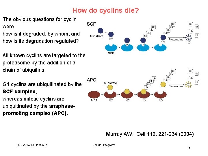 How do cyclins die? The obvious questions for cyclin were how is it degraded,