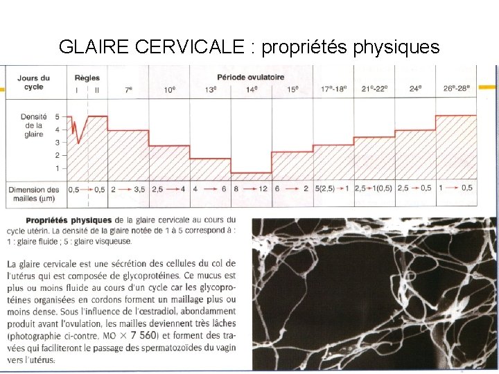 GLAIRE CERVICALE : propriétés physiques 