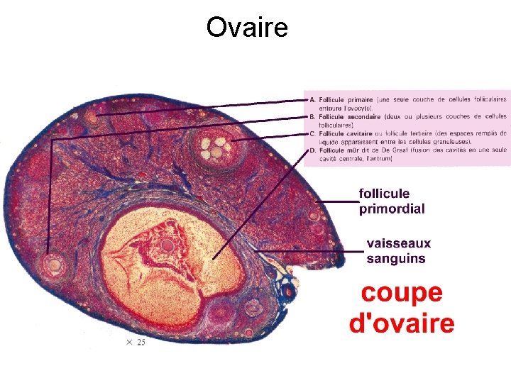 Ovaire 