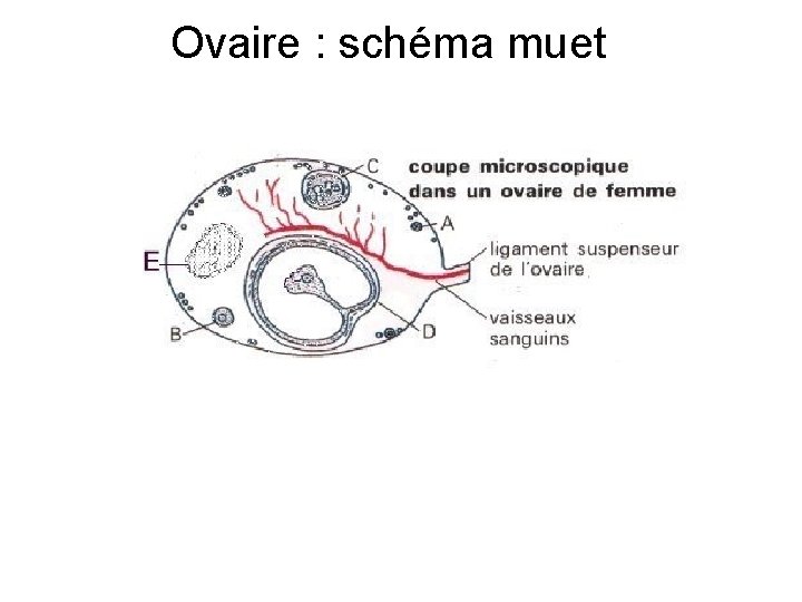 Ovaire : schéma muet 
