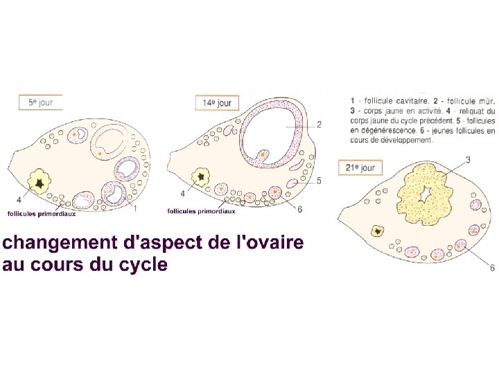 Ovaire au cours des cycles 