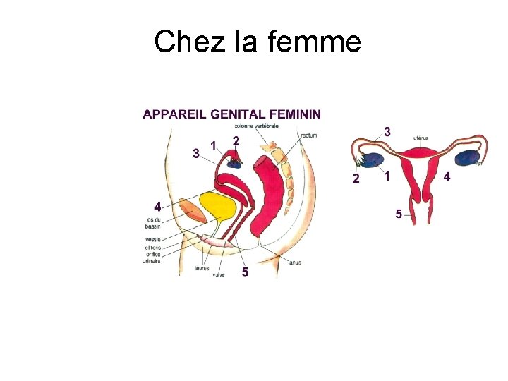 Chez la femme 
