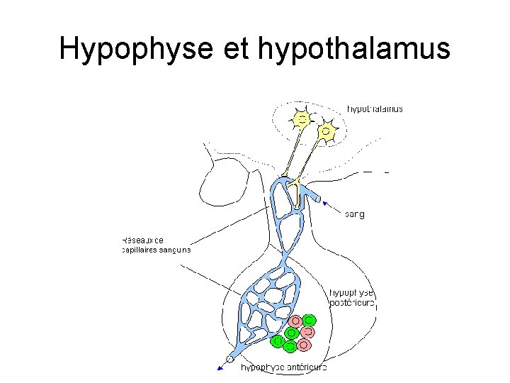 Hypophyse et hypothalamus 