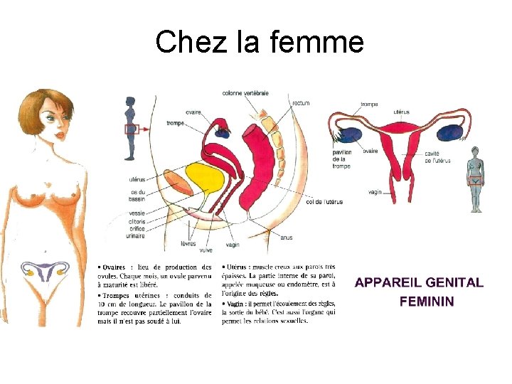 Chez la femme 