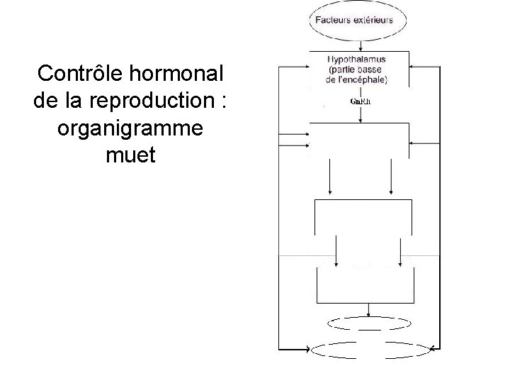 Contrôle hormonal de la reproduction : organigramme muet 