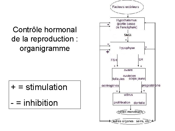 Contrôle hormonal de la reproduction : organigramme + = stimulation - = inhibition 