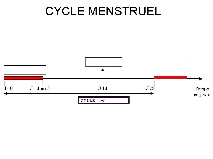 CYCLE MENSTRUEL 
