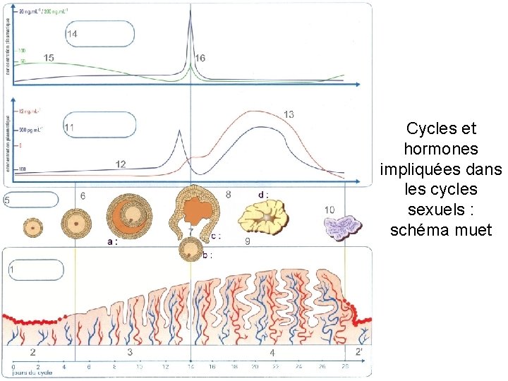 Cycles et hormones impliquées dans les cycles sexuels : schéma muet 