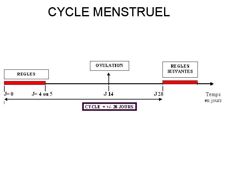 CYCLE MENSTRUEL 