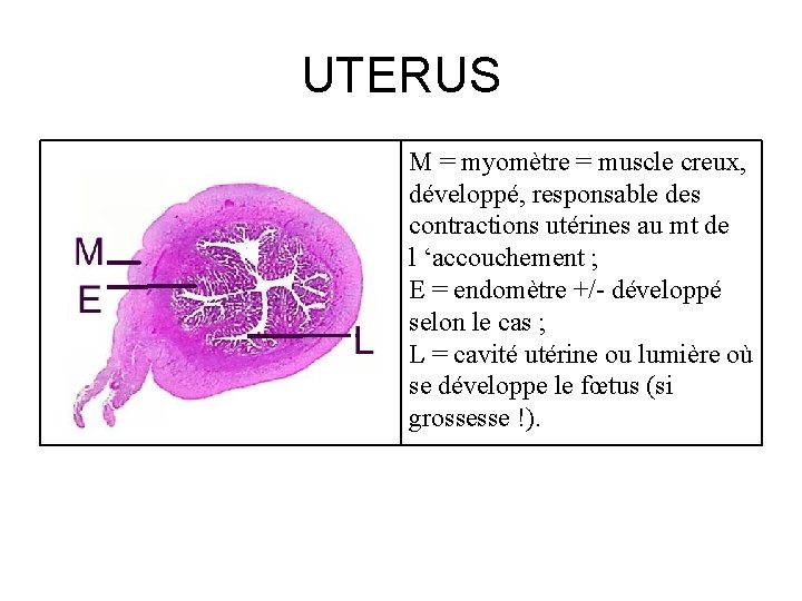 UTERUS M = myomètre = muscle creux, développé, responsable des contractions utérines au mt