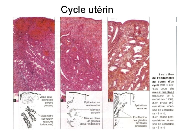 Cycle utérin 