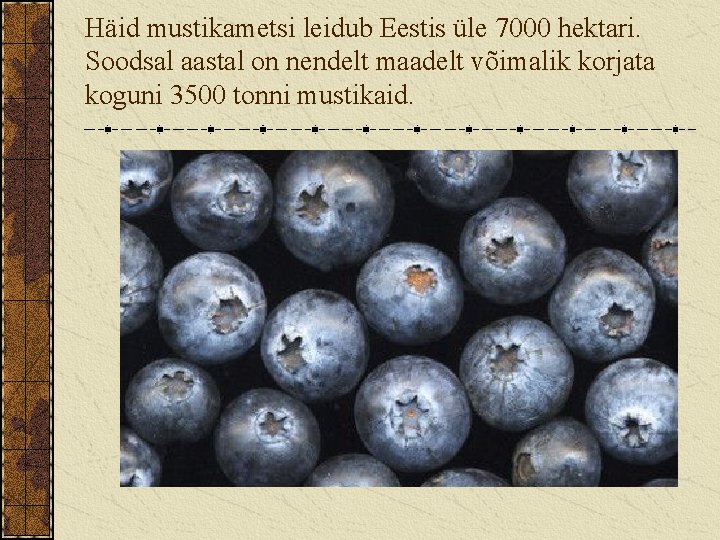 Häid mustikametsi leidub Eestis üle 7000 hektari. Soodsal aastal on nendelt maadelt võimalik korjata