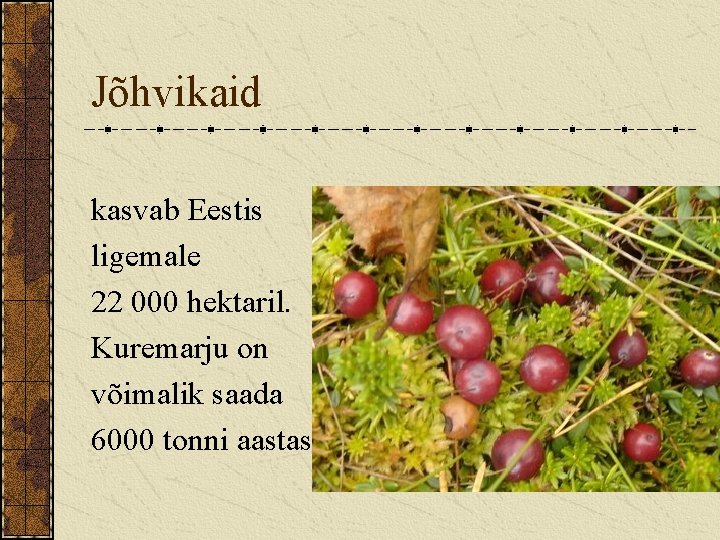 Jõhvikaid kasvab Eestis ligemale 22 000 hektaril. Kuremarju on võimalik saada 6000 tonni aastas.