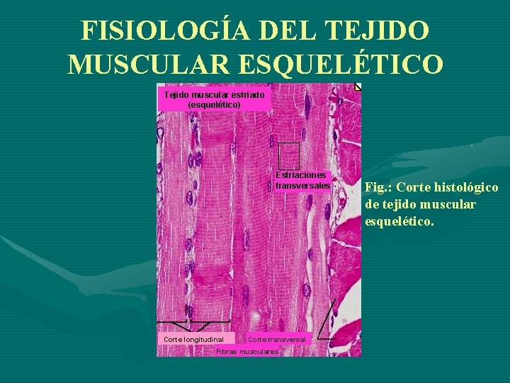 FISIOLOGÍA DEL TEJIDO MUSCULAR ESQUELÉTICO Tejido muscular estriado (esquelético) Estriaciones transversales Corte longitudinal Corte