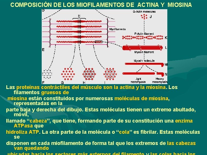 COMPOSICIÓN DE LOS MIOFILAMENTOS DE ACTINA Y MIOSINA Las proteínas contráctiles del músculo son