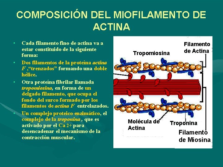 COMPOSICIÓN DEL MIOFILAMENTO DE ACTINA • • Cada filamento fino de actina va a