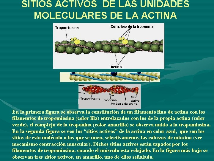 SITIOS ACTIVOS DE LAS UNIDADES MOLECULARES DE LA ACTINA Tropomiosina Complejo de la troponina