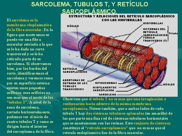 SARCOLEMA, TUBULOS T, Y RETÍCULO SARCOPLÁSMICO. El sarcolema es la membrana citoplasmática de la