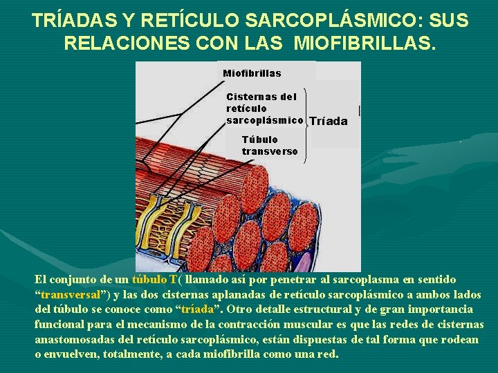 TRÍADAS Y RETÍCULO SARCOPLÁSMICO: SUS RELACIONES CON LAS MIOFIBRILLAS. Miofibrillas Cisternas del retículo sarcoplásmico