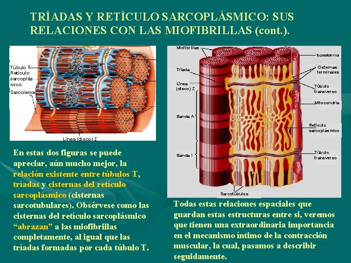 TRÍADAS Y RETÍCULO SARCOPLÁSMICO: SUS RELACIONES CON LAS MIOFIBRILLAS (cont. ). Miofibrillas Túbulo T