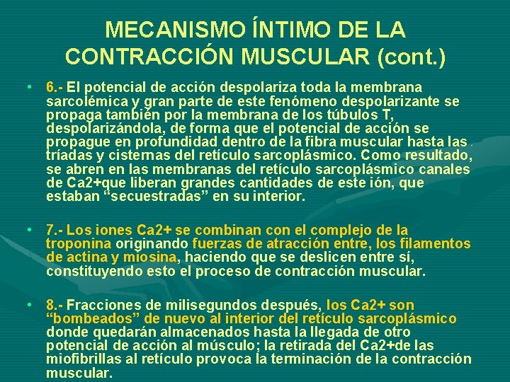 MECANISMO ÍNTIMO DE LA CONTRACCIÓN MUSCULAR (cont. ) • 6. - El potencial de