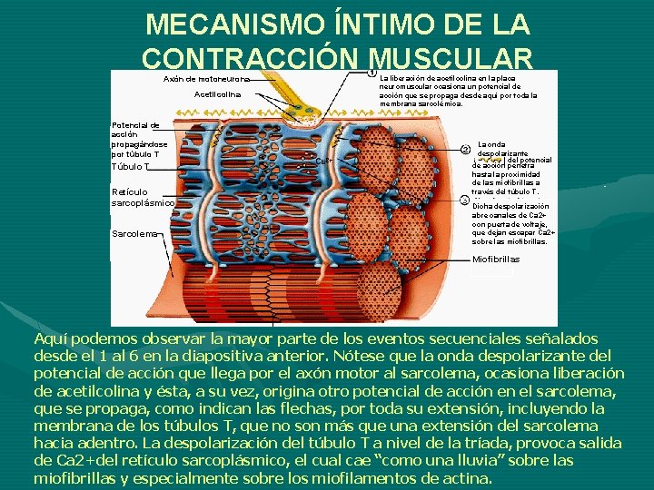 MECANISMO ÍNTIMO DE LA CONTRACCIÓN MUSCULAR Axón de motoneurona Acetilcolina Potencial de acción propagándose