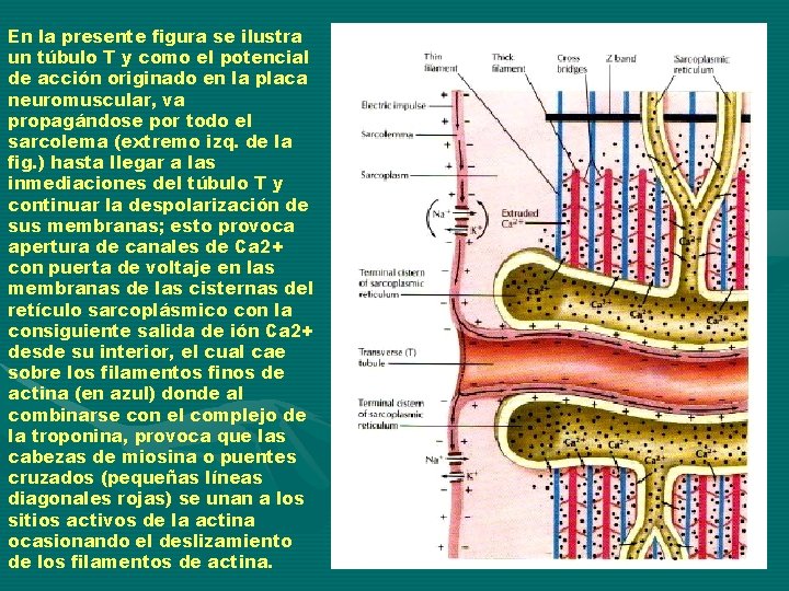 En la presente figura se ilustra un túbulo T y como el potencial de