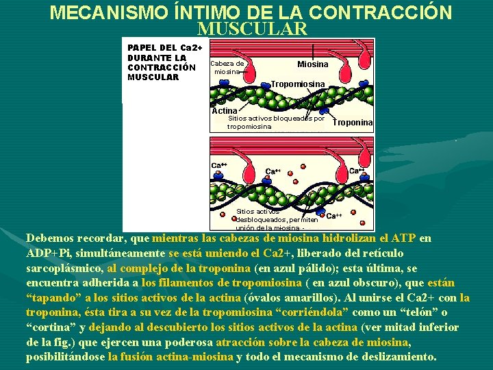 MECANISMO ÍNTIMO DE LA CONTRACCIÓN MUSCULAR PAPEL DEL Ca 2+ DURANTE LA Cabeza de