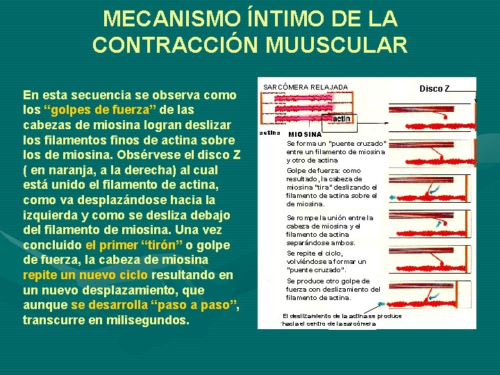 MECANISMO ÍNTIMO DE LA CONTRACCIÓN MUUSCULAR En esta secuencia se observa como los “golpes