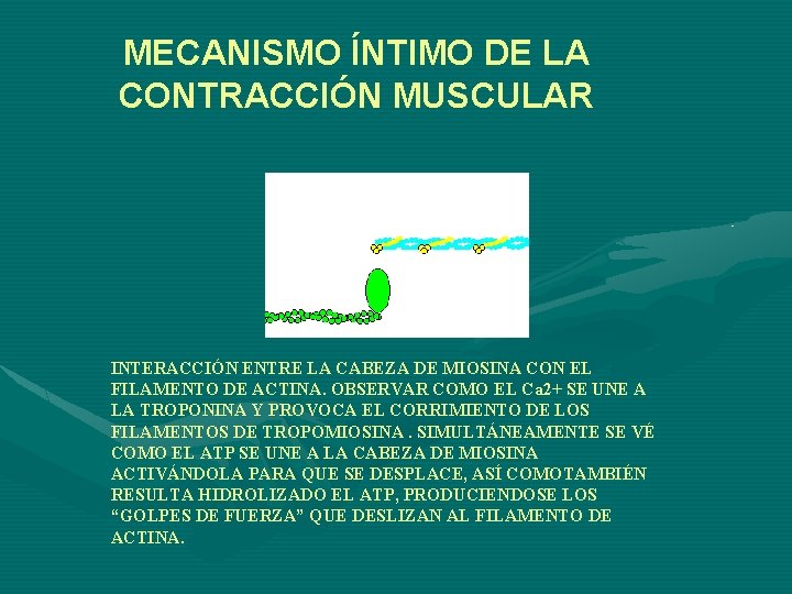 MECANISMO ÍNTIMO DE LA CONTRACCIÓN MUSCULAR INTERACCIÓN ENTRE LA CABEZA DE MIOSINA CON EL