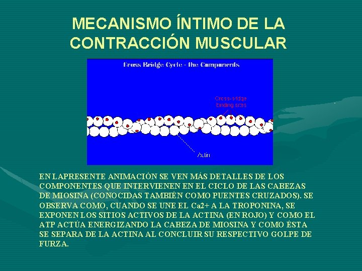 MECANISMO ÍNTIMO DE LA CONTRACCIÓN MUSCULAR EN LAPRESENTE ANIMACIÓN SE VEN MÁS DETALLES DE