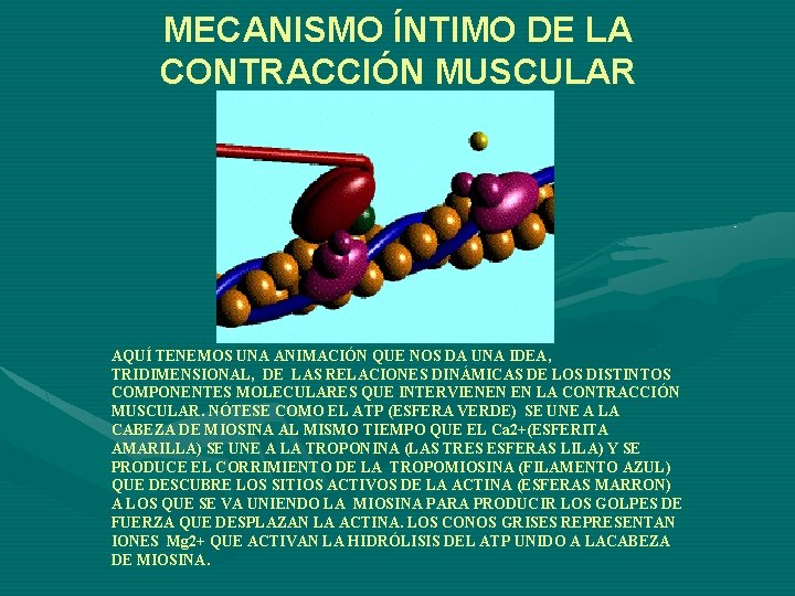 MECANISMO ÍNTIMO DE LA CONTRACCIÓN MUSCULAR AQUÍ TENEMOS UNA ANIMACIÓN QUE NOS DA UNA