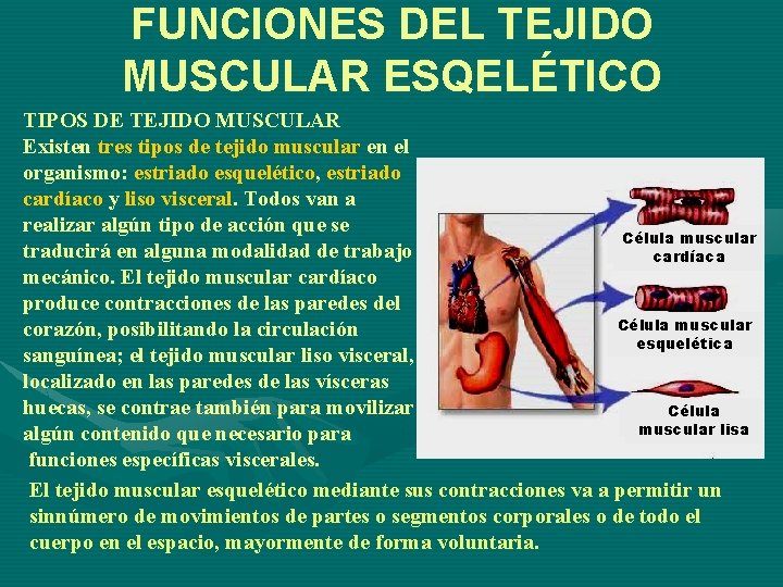 FUNCIONES DEL TEJIDO MUSCULAR ESQELÉTICO TIPOS DE TEJIDO MUSCULAR Existen tres tipos de tejido