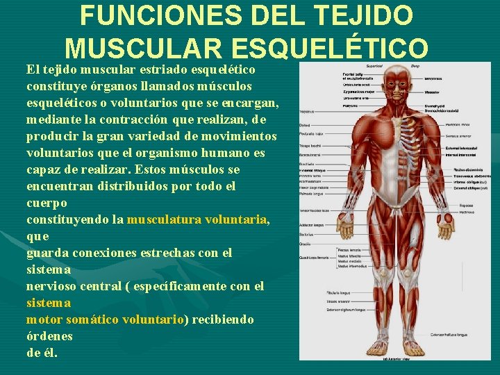 FUNCIONES DEL TEJIDO MUSCULAR ESQUELÉTICO El tejido muscular estriado esquelético constituye órganos llamados músculos