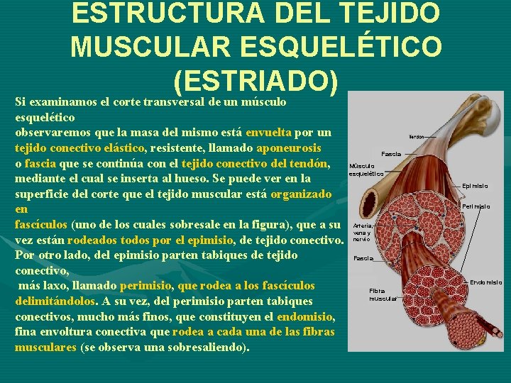 ESTRUCTURA DEL TEJIDO MUSCULAR ESQUELÉTICO (ESTRIADO) Si examinamos el corte transversal de un músculo