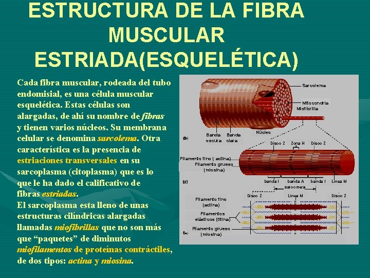 ESTRUCTURA DE LA FIBRA MUSCULAR ESTRIADA(ESQUELÉTICA) Cada fibra muscular, rodeada del tubo endomisial, es