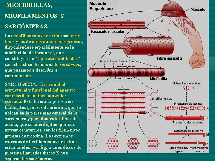 MIOFIBRILLAS, Músculo Esquelético Músculo MIOFILAMENTOS Y SARCÓMERAS. Los miofilamentos de actina son muy finos