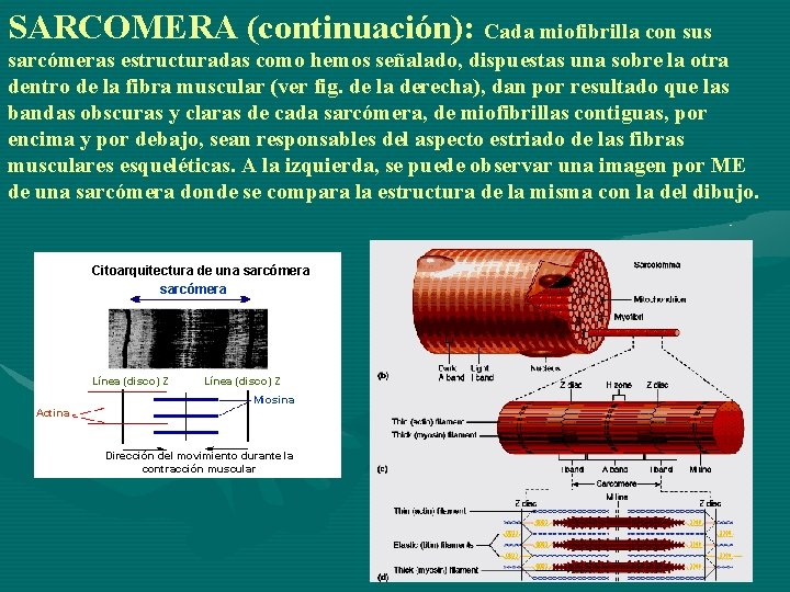 SARCOMERA (continuación): Cada miofibrilla con sus sarcómeras estructuradas como hemos señalado, dispuestas una sobre