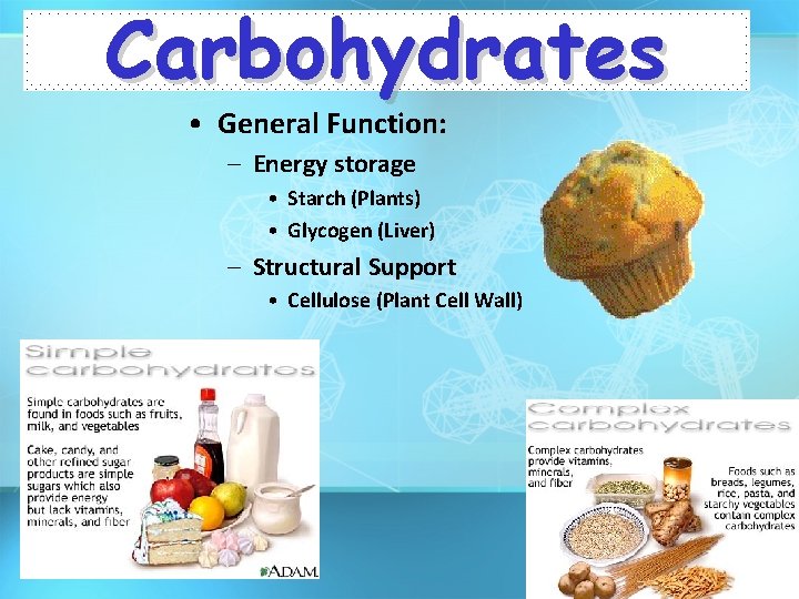 Carbohydrates • General Function: – Energy storage • Starch (Plants) • Glycogen (Liver) –