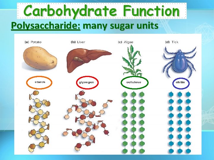 Carbohydrate Function Polysaccharide: many sugar units 