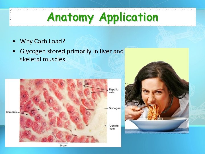 Anatomy Application • Why Carb Load? • Glycogen stored primarily in liver and skeletal