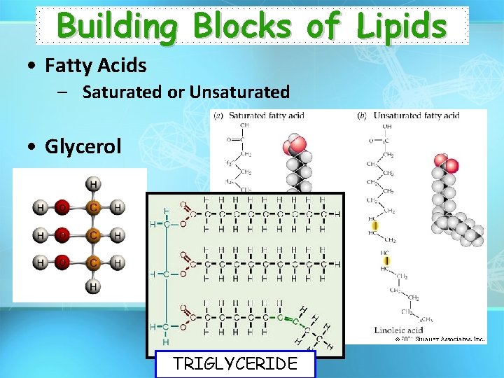 Building Blocks of Lipids • Fatty Acids – Saturated or Unsaturated • Glycerol TRIGLYCERIDE
